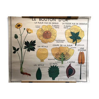 Ancienne affiche scolaire édition Rossignol double face botanique