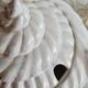 Shell tureen in slurry Portugal