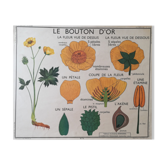 Affiche scolaire ancienne Rossignol