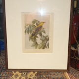 Ornithological engraving