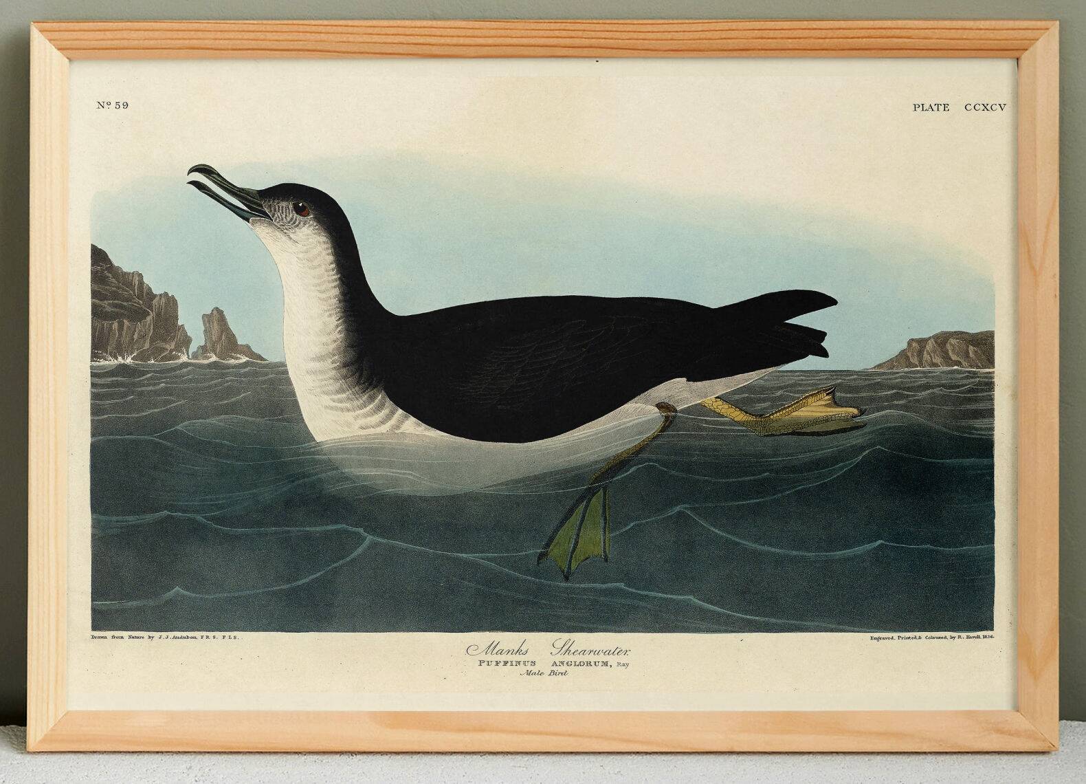Poster about the Manx Shearwater, after an old engraving from 1827.