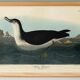 Poster about the Manx Shearwater, after an old engraving from 1827.