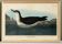 Poster about the Manx Shearwater, after an old engraving from 1827.