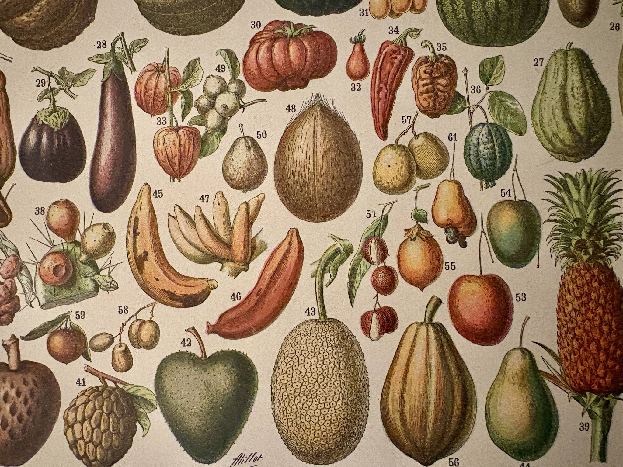 Lithograph of fruits - 1900
