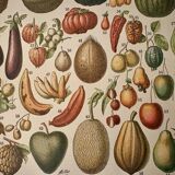 Lithograph of fruits - 1900