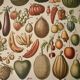 Lithograph of fruits - 1900