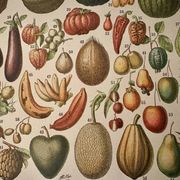 Lithograph of fruits - 1900