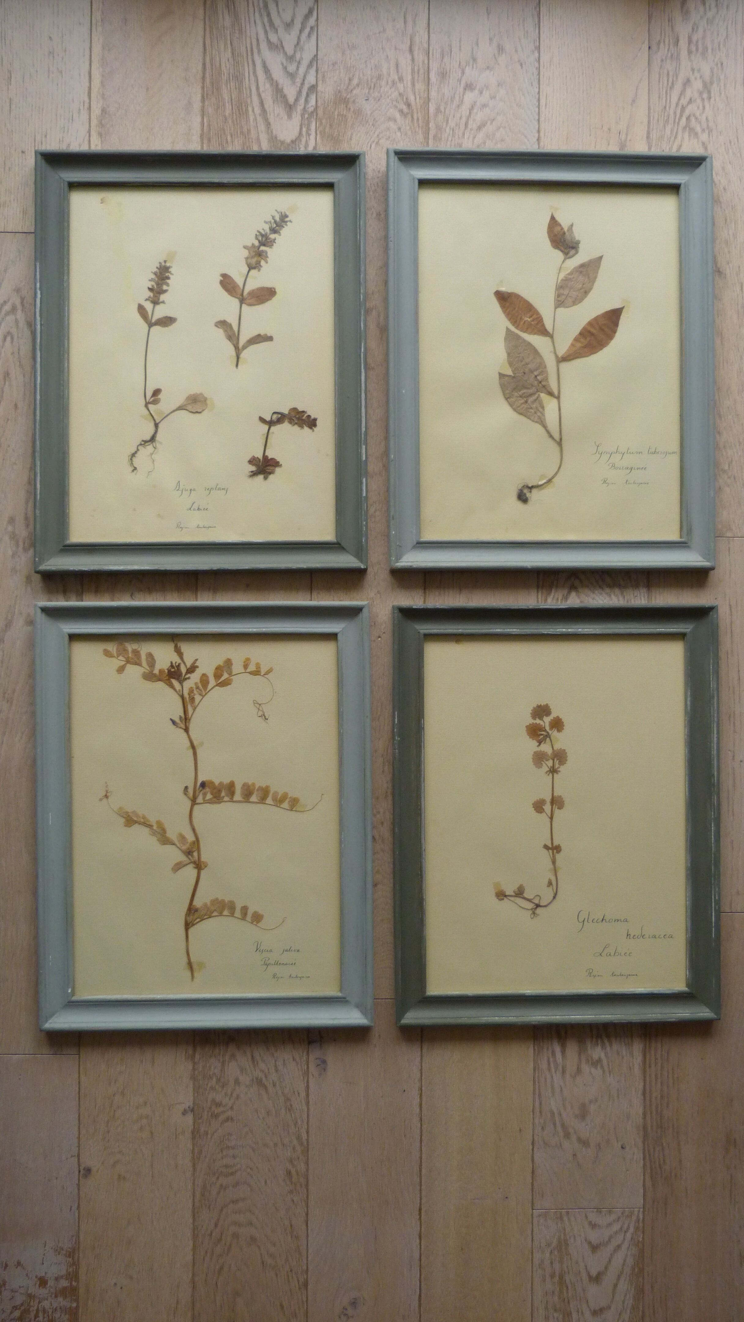 4 herbiers anciens encadrés