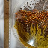 Plateau en plexiglas avec inclusions