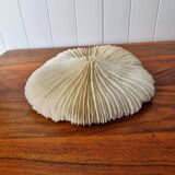White coral 1970s seashell large size