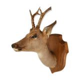 Roe deer trophy