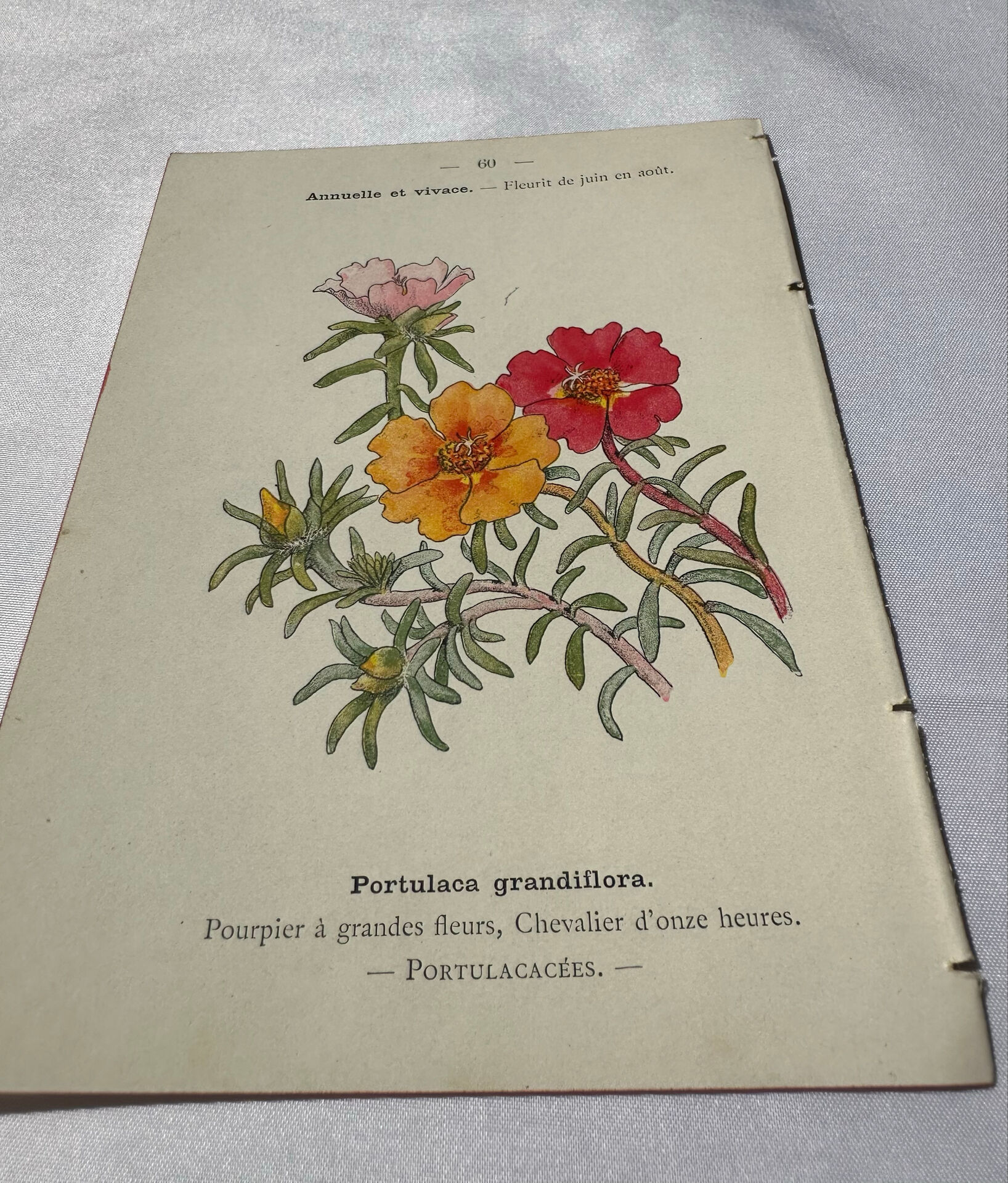 Planche Botanique Gravure naturaliste ancienne 19eme recto verso