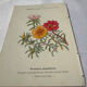 Planche Botanique Gravure naturaliste ancienne 19eme recto verso