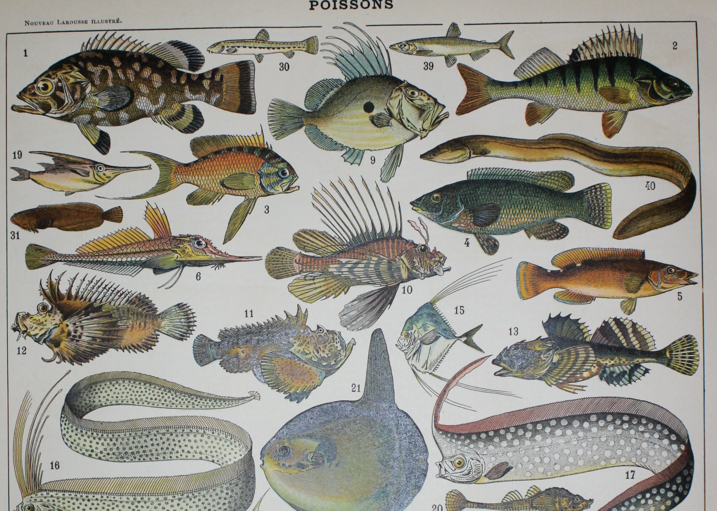 Lithograph • Fish 1, marine animals • Original lithograph from 1898