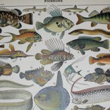 Lithograph • Fish 1, marine animals • Original lithograph from 1898