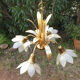 Brass chandelier and flowers in mother-of-pearl petals