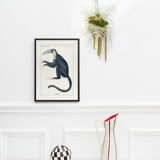 Chimera lithography animal engraving - the toupajou