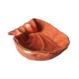 Empty pocket shell coral