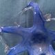 Morano glass "Starfish" trinket dish