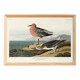 Poster about the Dunlin, after an old engraving from 1827.