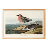 Affiche sur le Bécasseau maubèche, d’après une gravure ancienne de 1827.