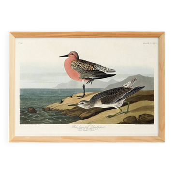 Poster about the Dunlin, after an old engraving from 1827.