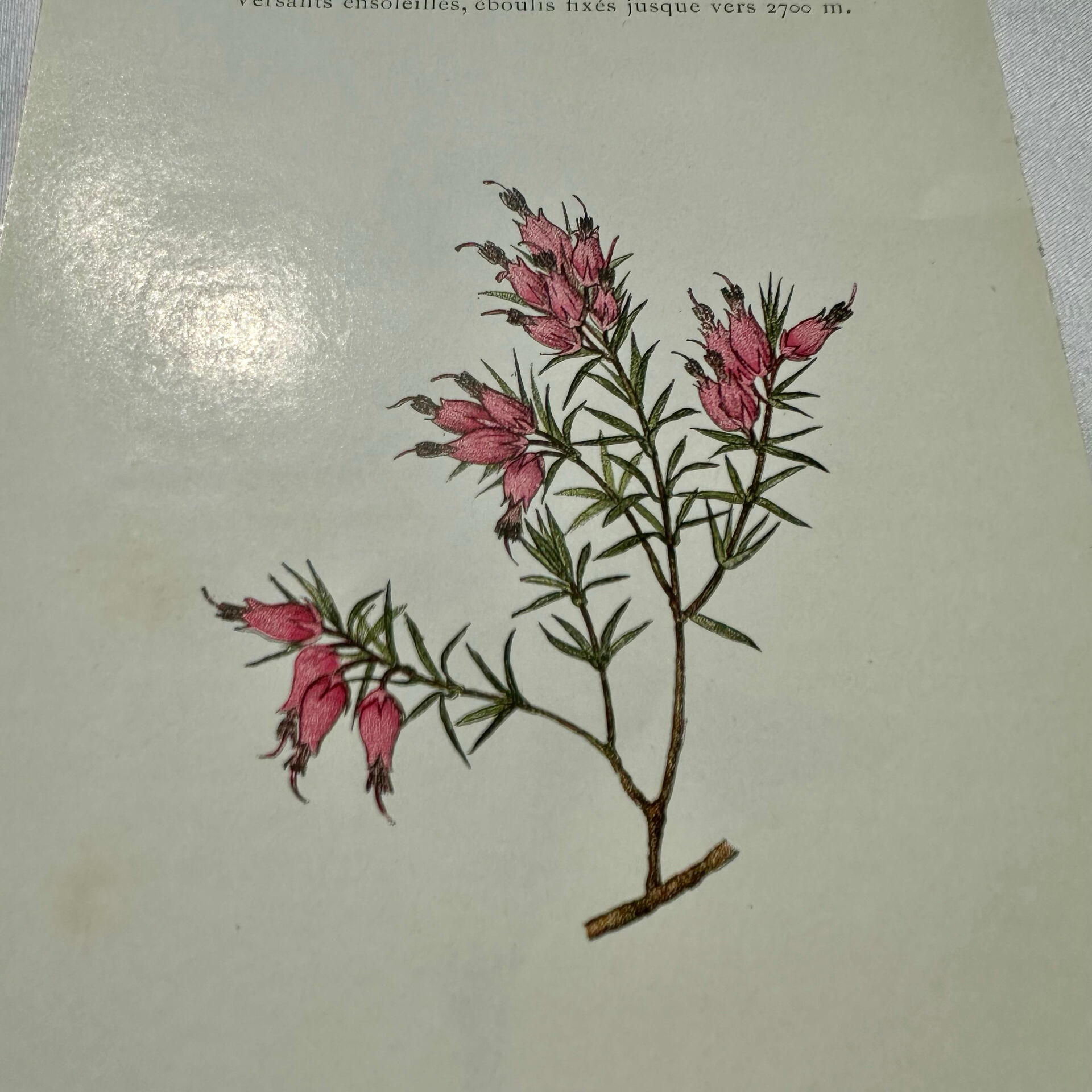 Botanical engraving 1800 France ancient naturalist work double-sided