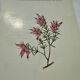 Botanical engraving 1800 France ancient naturalist work double-sided