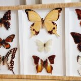 Frame 9 butterflies naturalized Congo 1984