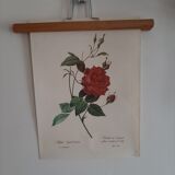 Botanical poster of Redouté