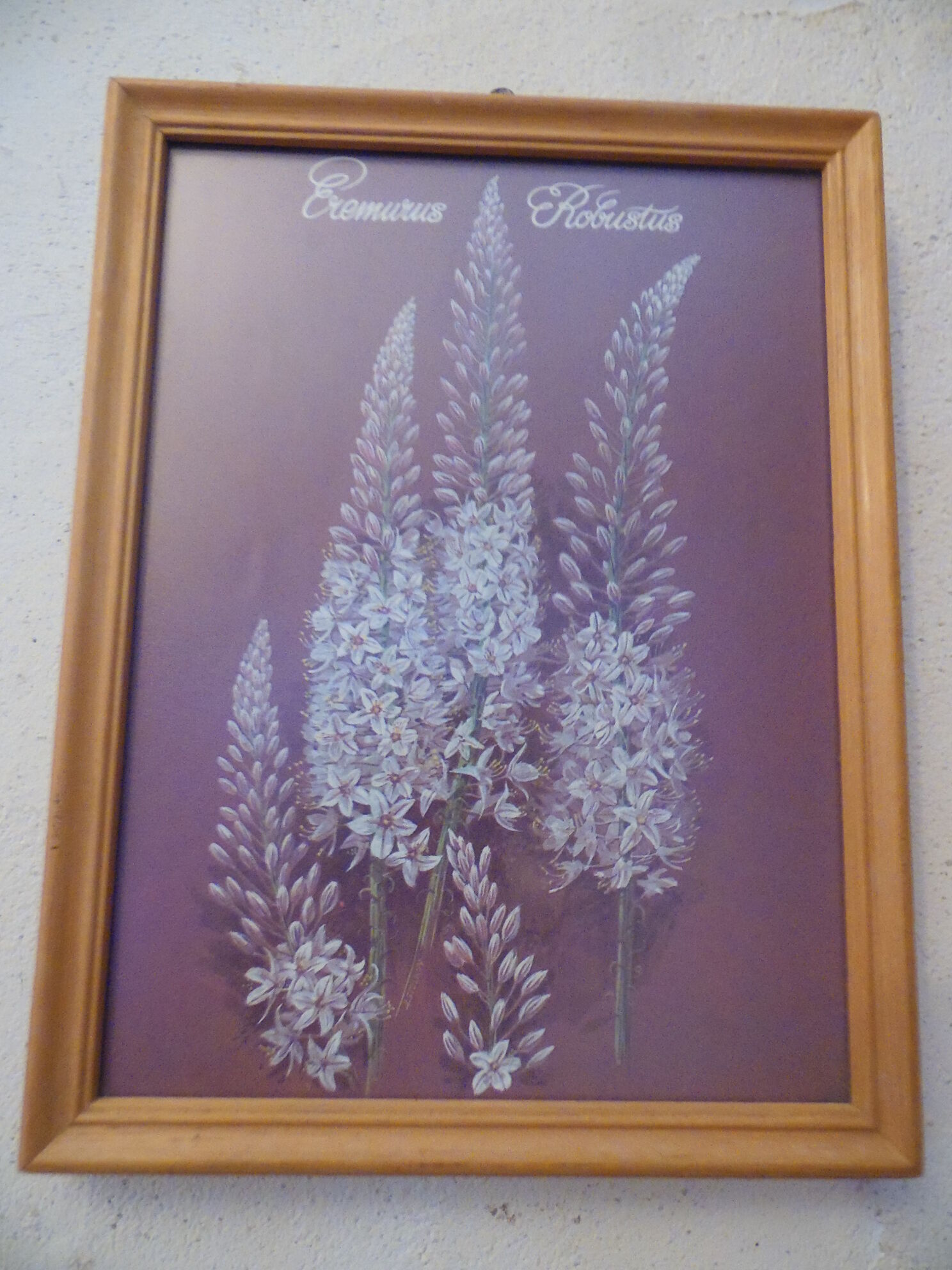 Lot 4 botanical frames 70