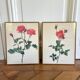 Pair of vintage botanical boards