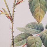 Botanical plate Rose de Provins