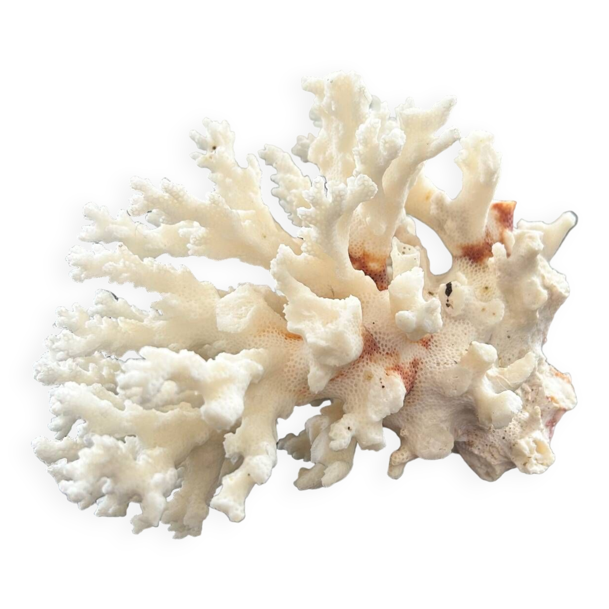 Large white coral