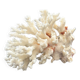 Large white coral