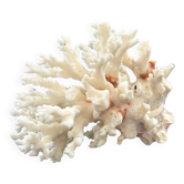Large white coral