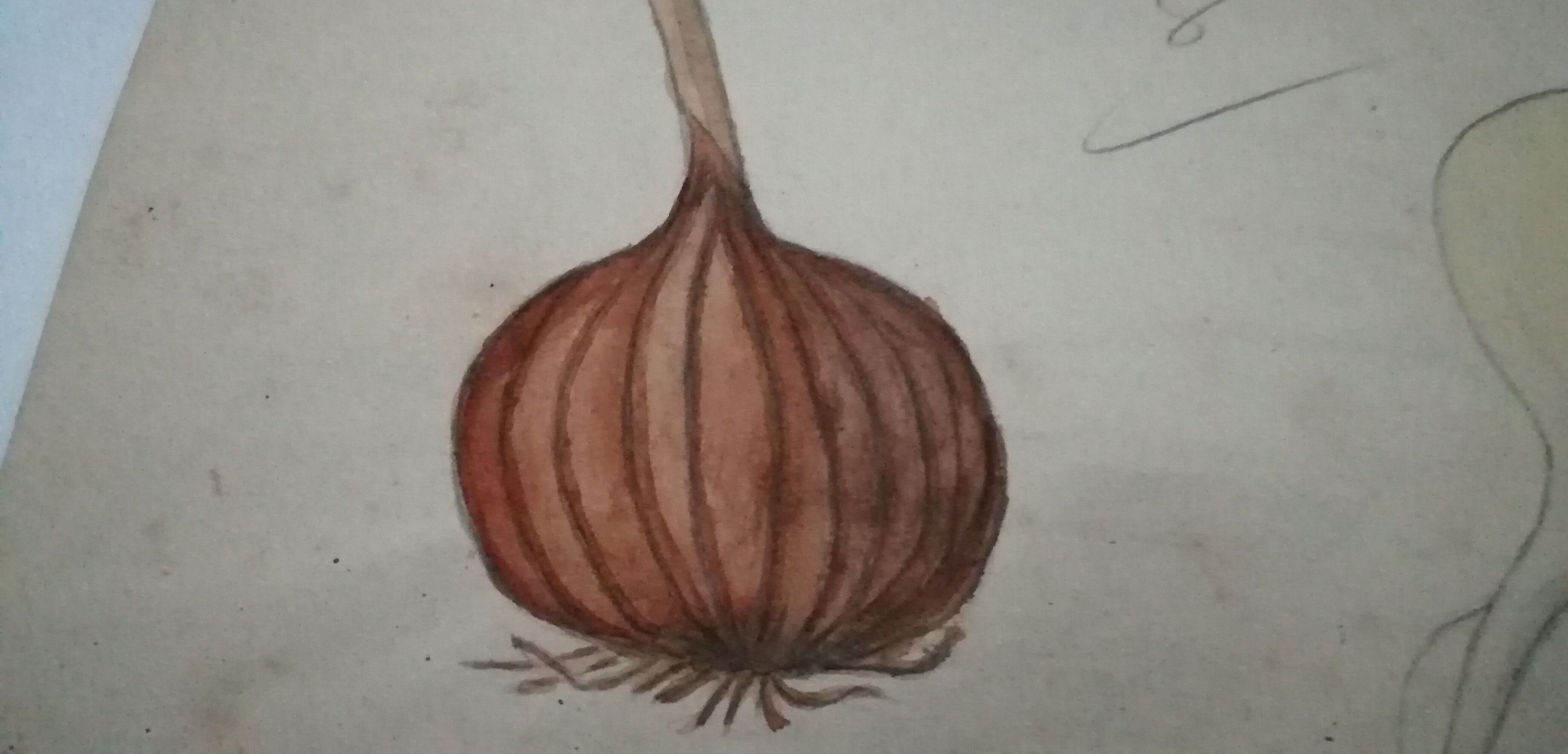 School drawing, study old 20s "onion / turnip"