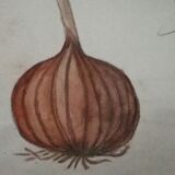 Dessin d'école ,d'étude ancien années 20 "oignon/navet"