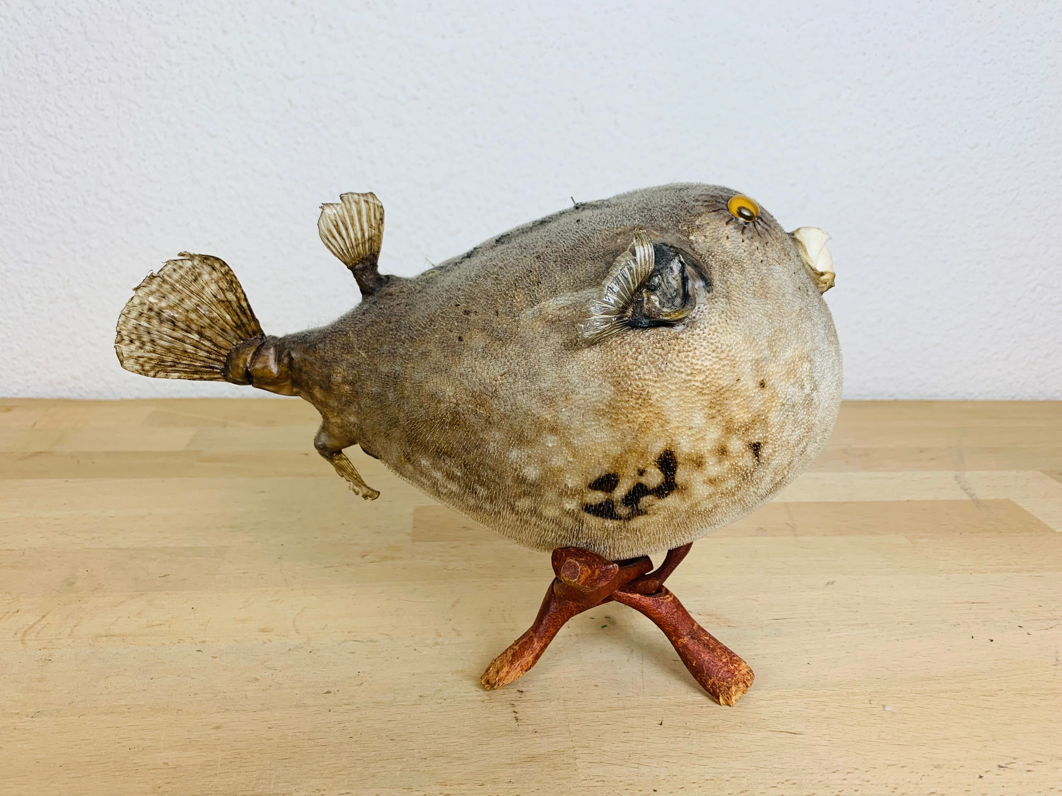 Pentadon globe fish naturalized on base cabinet of curiosity