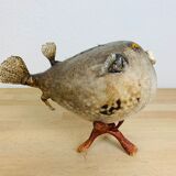 Pentadon globe fish naturalized on base cabinet of curiosity