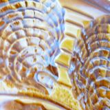 5 plates and tray for oysters or shellfish from Sarreguemines 2106161