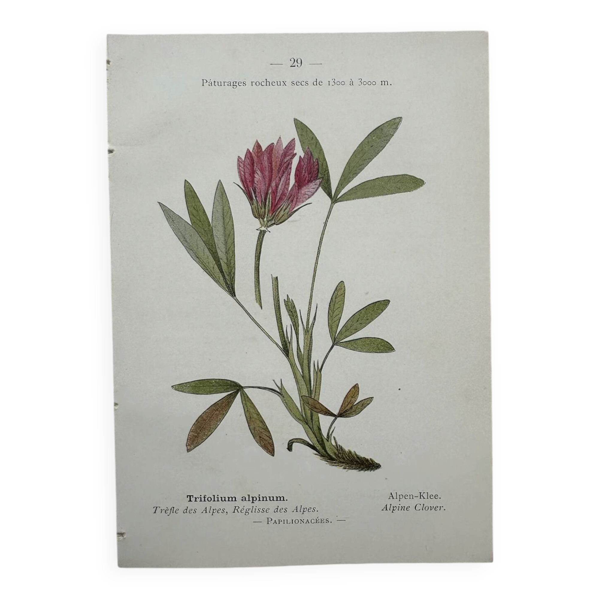 Botanical Plate 1800 Old Naturalist Engraving 19th Century Double-Sided