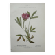 Botanical Plate 1800 Old Naturalist Engraving 19th Century Double-Sided