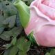 Théière en forme de rose