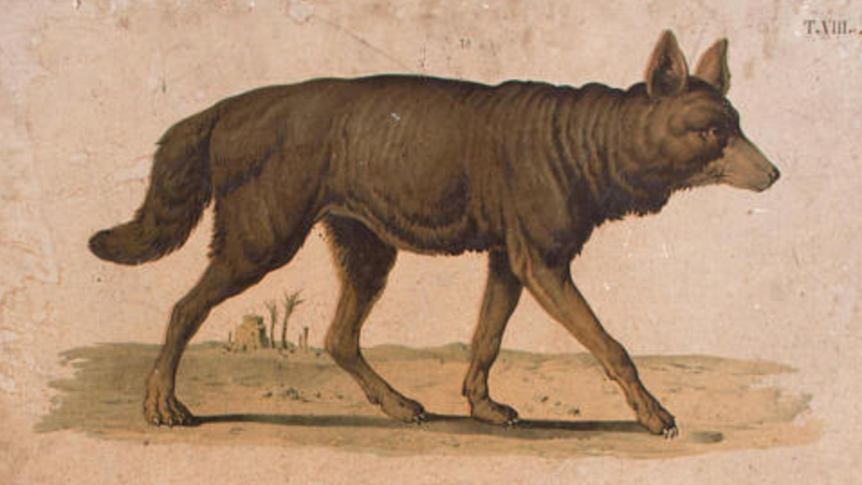 Poster A. Gerasch for Gerold & Sohn 1879