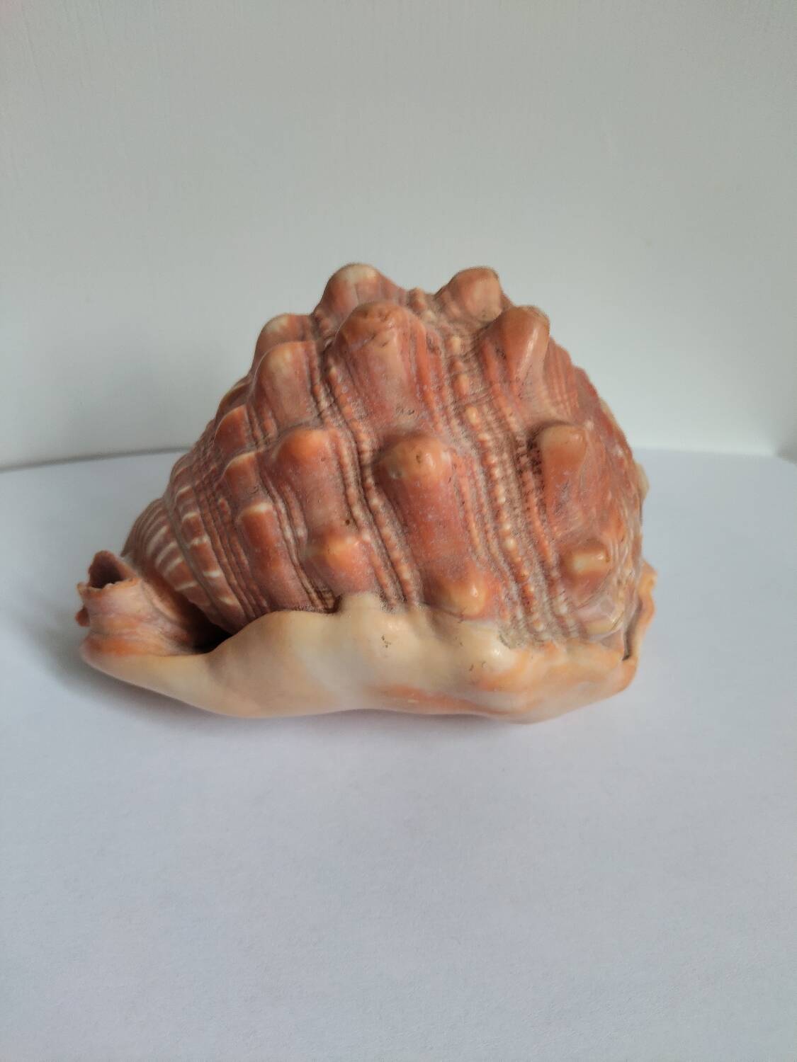 Rose des sables et coquillages marins