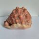 Rose des sables et coquillages marins