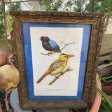 Ornithological frame “cage birds”.