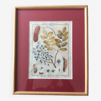 Frame with botanical board Benard Direxit