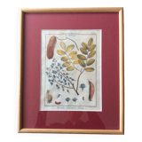 Frame with botanical board Benard Direxit